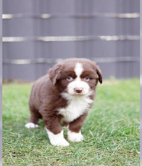Miniature Australian Shepherd Welpen
