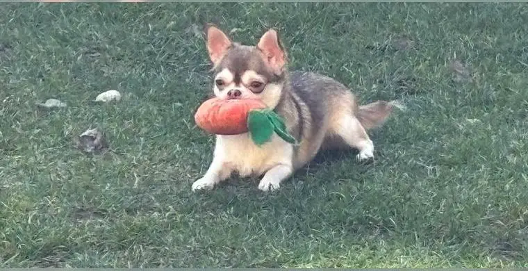 Wunderschöne Junghündin in Schoko Husky mit AT