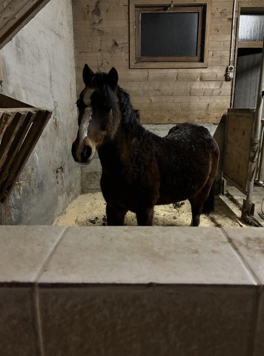 Reitbeteiligung auf auf braver Ponystute, Thundorf TG