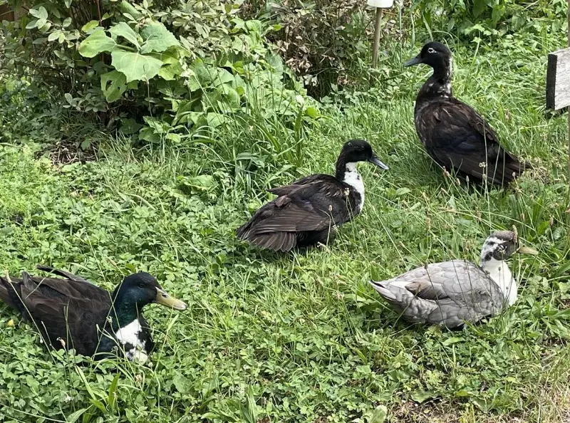 Diverse Enten suchen ein Zuhause