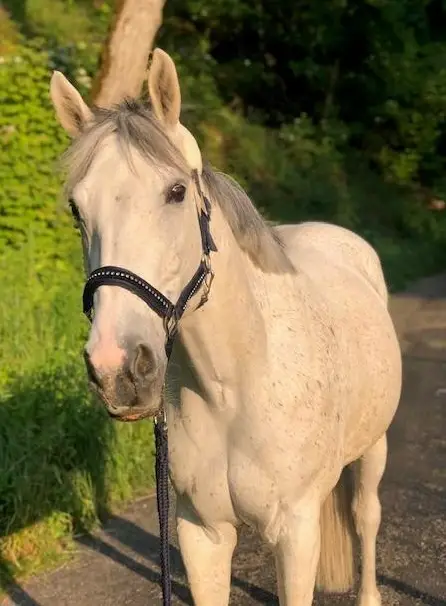 Biete Reitbeteiligung / Halbpension in Liestal BL