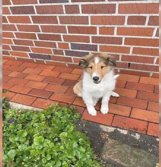 Colliewelpen suchen ein Zuhause