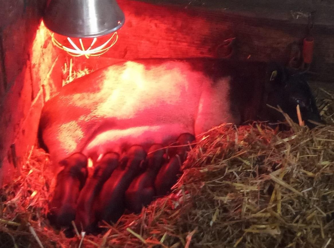 Süsse Minipigs zu verkaufen