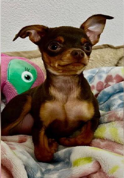 Reinrassiger Russkiy Toy