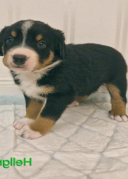 Appenzeller Sennenhund Welpen tricolor Schwarz-Weiss-Braun