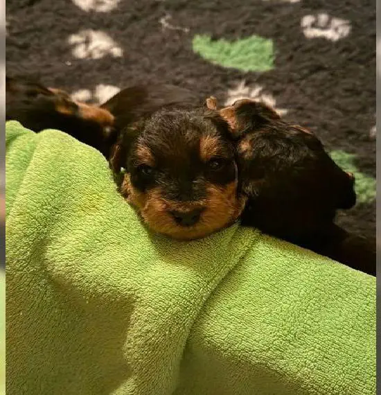 Airedale-Terrier Welpen vom Uranusfels