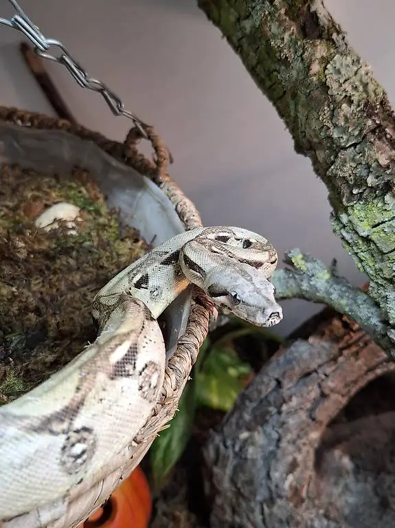 Boa Constrictor Imperator mix endgrösse 1.80m 1.0.0