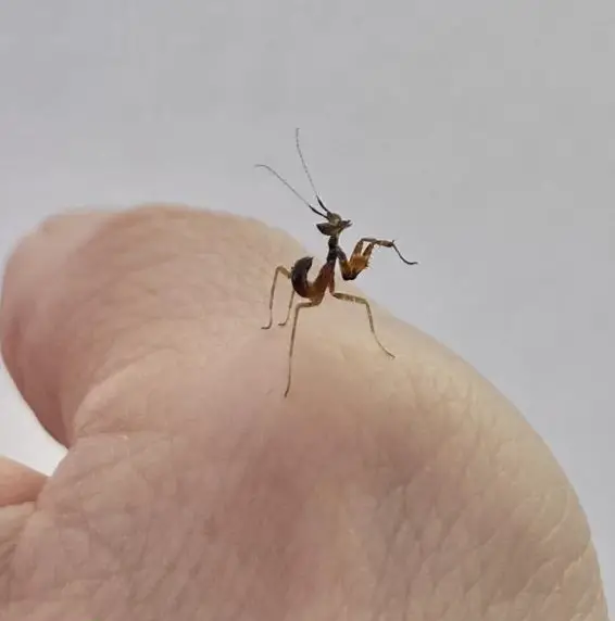 Jungtiere Creobroter gemmatus - Asiatische Blütenmantis