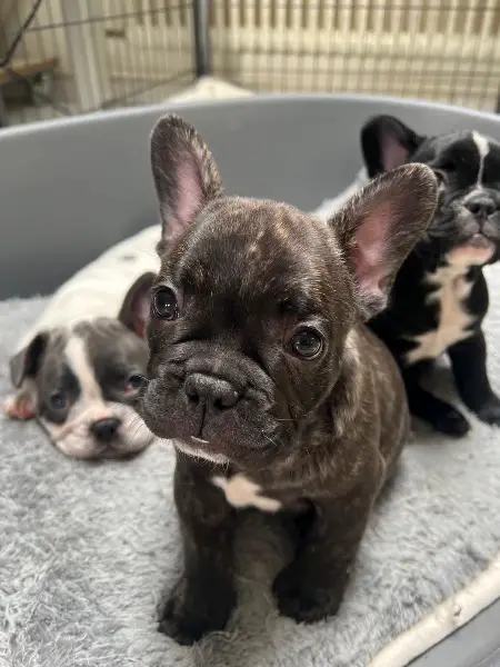 Chiot bouledogue français
