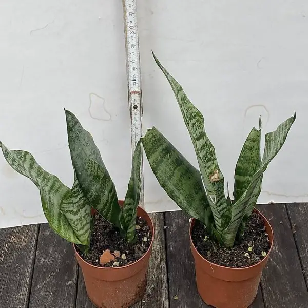 Sansevieria trifasciata