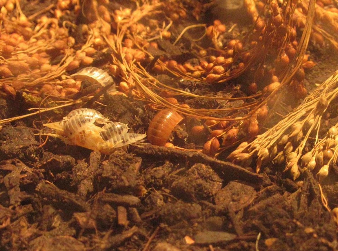 Asseln Panda und Orange zu vergeben