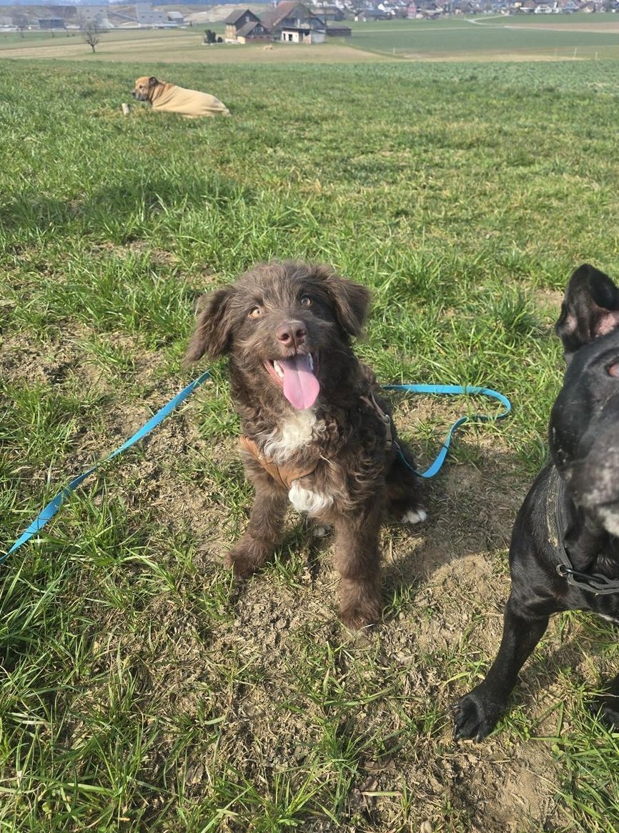 Mischlingswelpen / Junghunde suchen ein zuhause