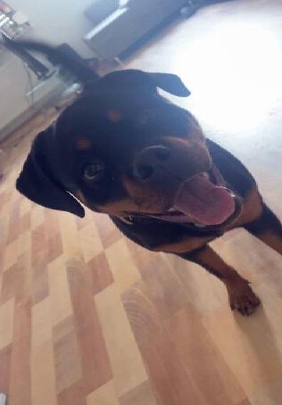 Rottweiler Hündin abzugeben