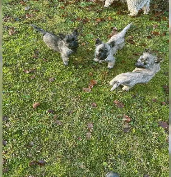Cairn-Terrier aus VDH-/KfT- Zucht zu verkaufen