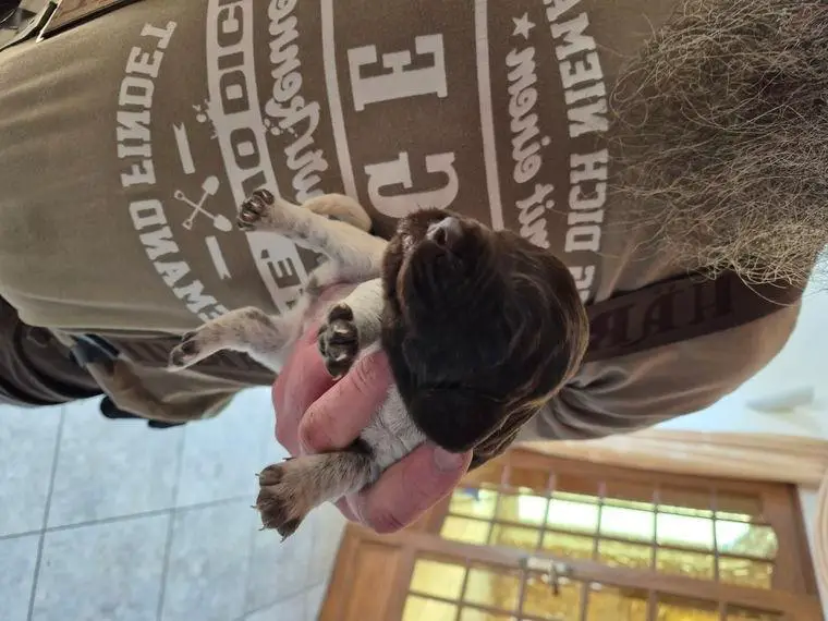 Verkaufe Kleiner Münsterländer Welpen