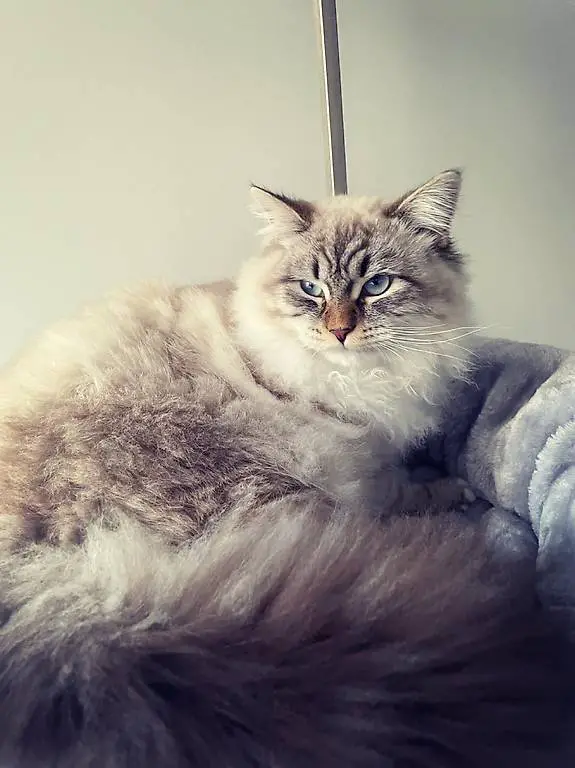 Neva Masquarade Kater