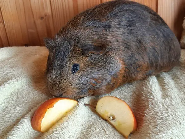 Hübscher Meersäuli Junge zu verkaufen