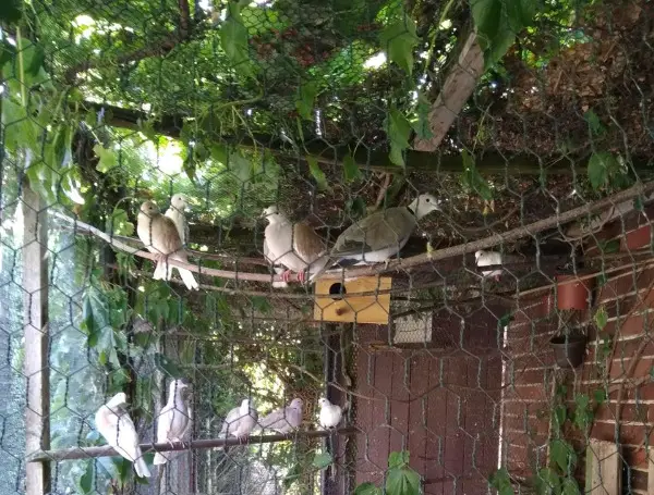 Lachtauben in verschiedenen Farben zum Verkauf