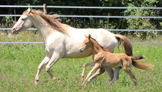 AQHA Hengstfohlen in amber champagne