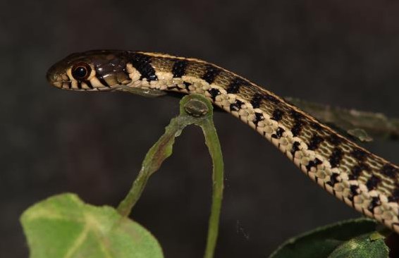 Karierte Strumpfbandnatter Weibchen, Thamnophis marcianus