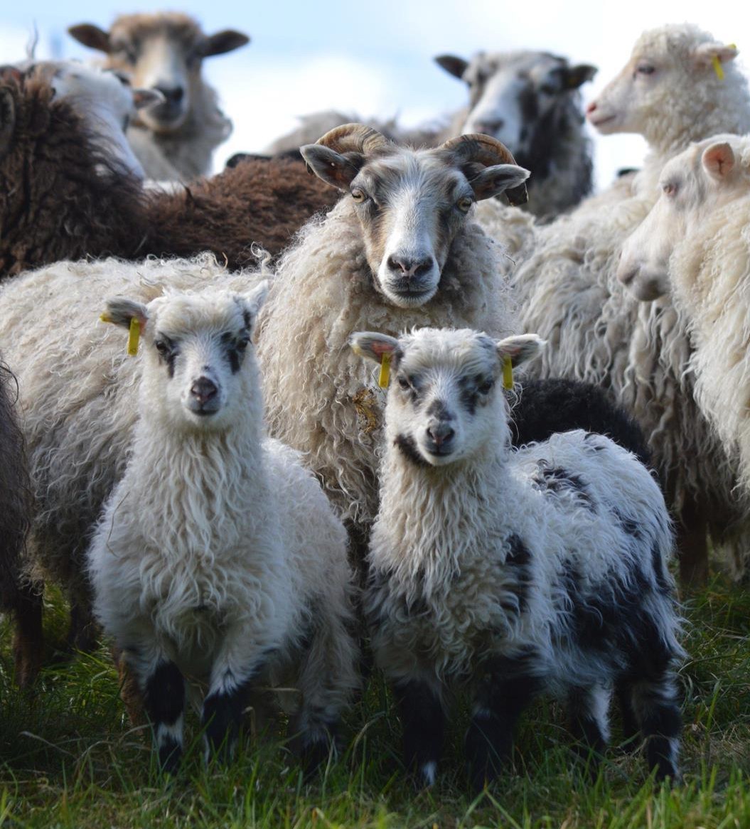 Skudden Auen mit Lämmern Auen und Kastraten aus Hobbyzucht