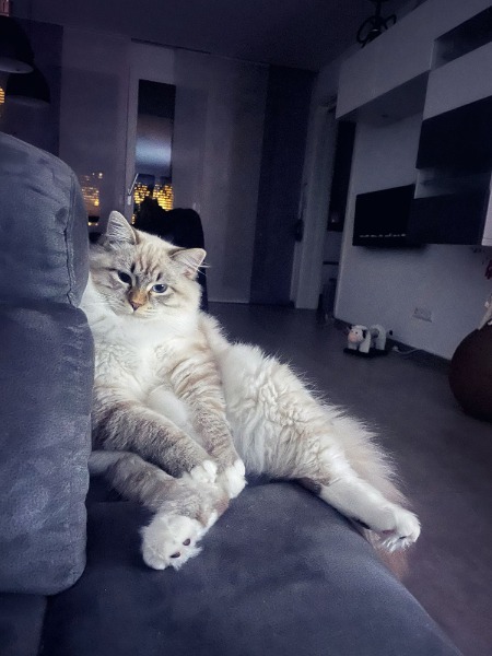 Neva Masquarade Seal tabby point Deckkater 350CHF