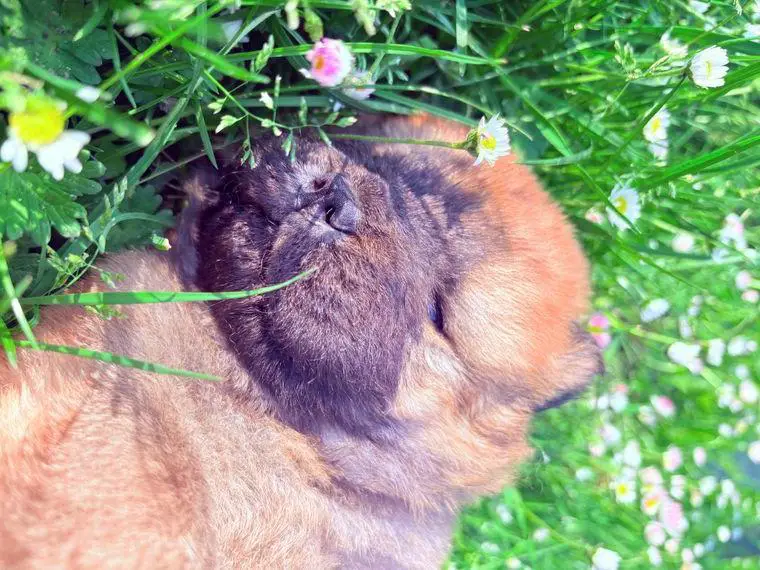 Reinrassige Chow Chow Welpen