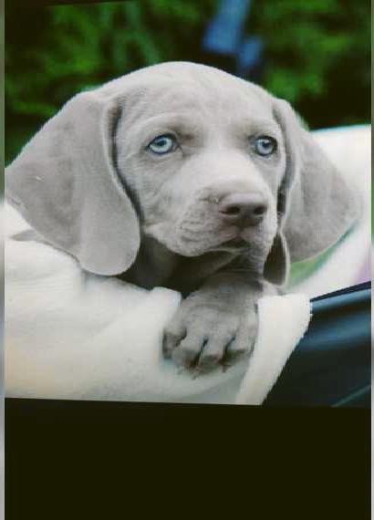 Wurfankündigung Weimaraner vom Landgut Wolfsbenden
