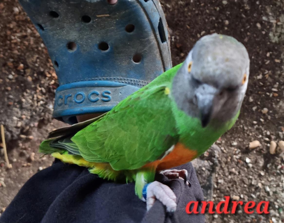 Mohrenkopfpapagei Weibchen zu vergeben