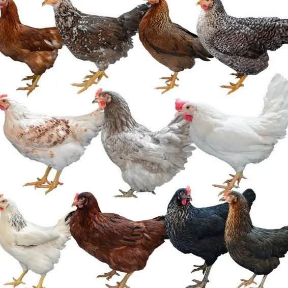 Laufend verschiedenfarbige Junghennen zu verkaufen