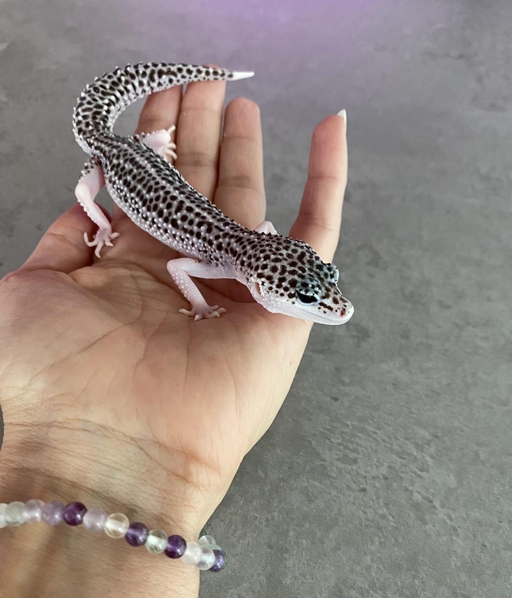 Leopardgecko Weibchen Total Eclipse