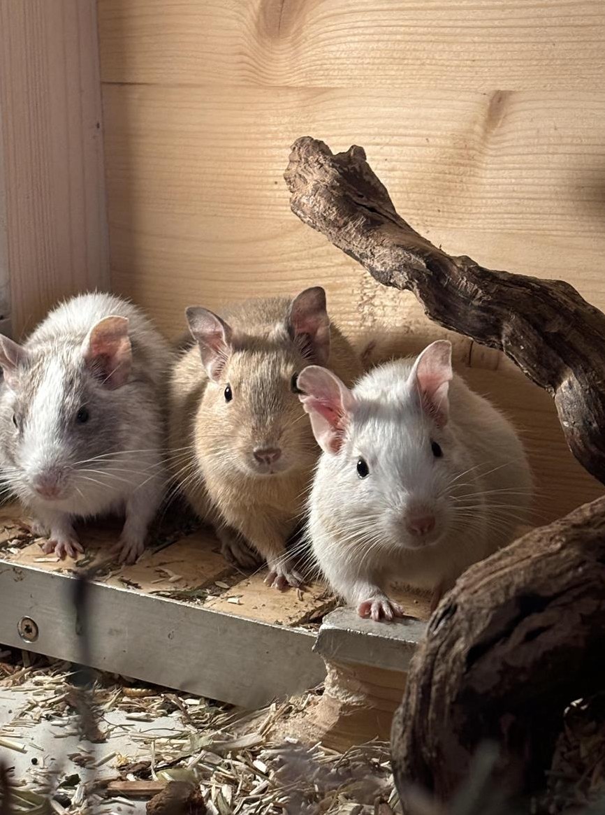 Degu Männchen, 2-jährig abzugeben