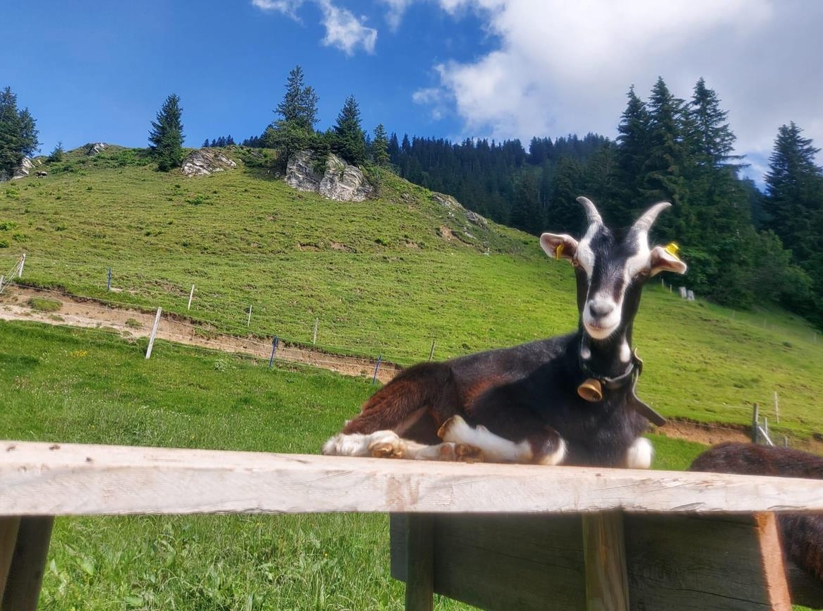 Bündner Strahlenziegen Böckli, kastriert zu verkaufen