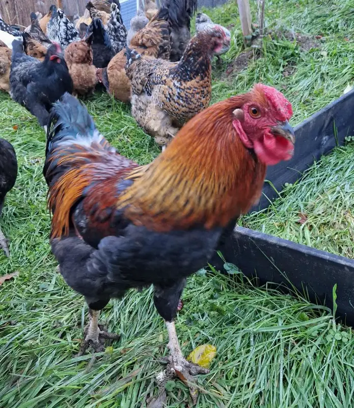 2 Mix Hähne mit Rosenkamm abzugeben