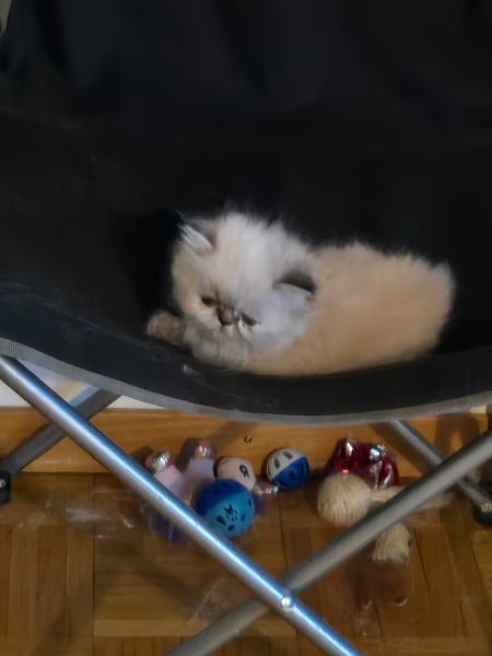 Chaton croisées à vendre