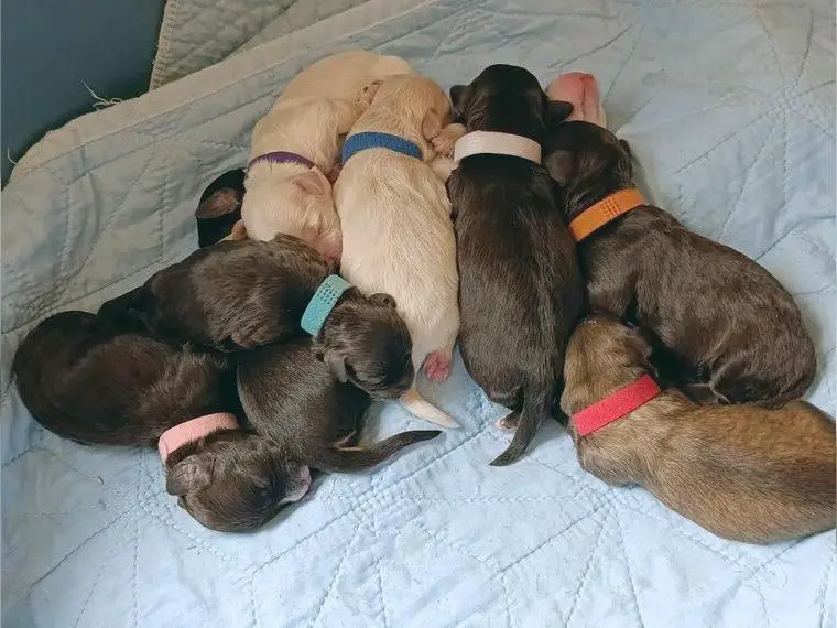 Wurfmeldung: Schoko Havapoos