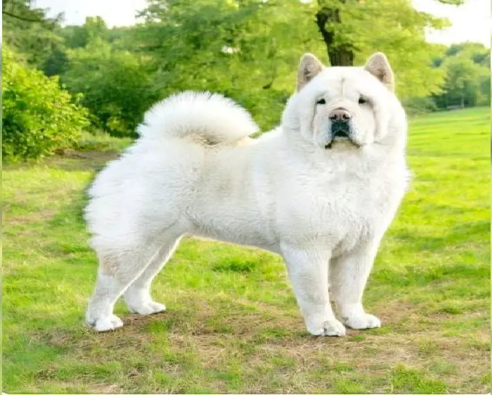 Chow-Chow Welpen/Zwinger MAGIC EAST