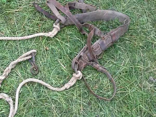 Pony Geschirr Esel Kleinpferd