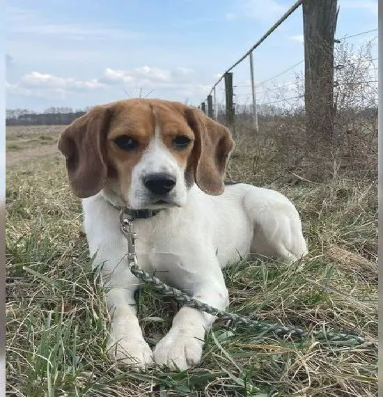 Beagle Hündin sucht ein neues Zuhause