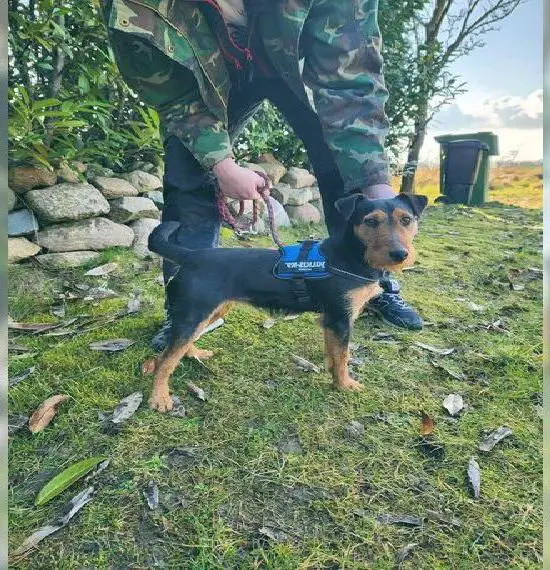 Deutscher Jagdterrier-Hündin