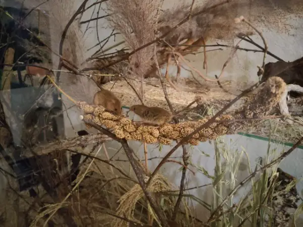 Junge Eurasische Zwergmäuse m/w abzugeben in Zug