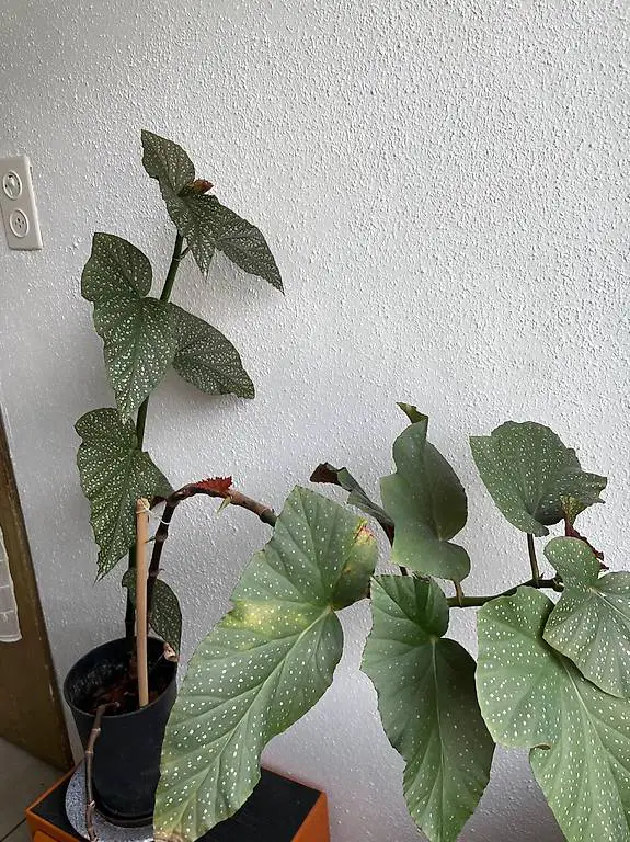 Forellen Begonie (Polka dot begonia)