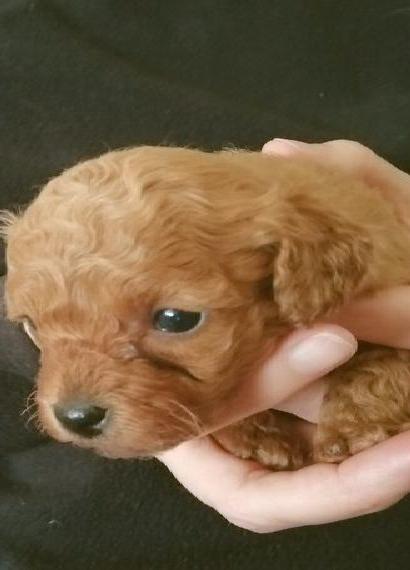 Wunderschöne Havapoo-Welpen