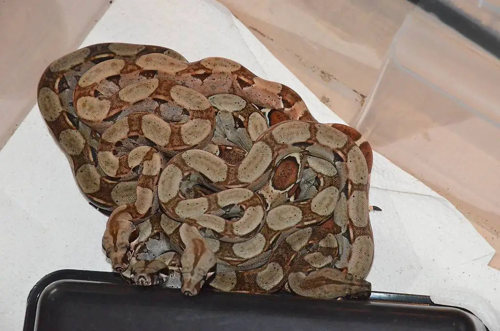 Boa Imperator abzugeben