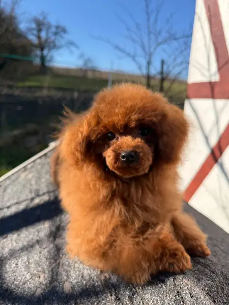 Wunderschöne Toy pudel, Junge