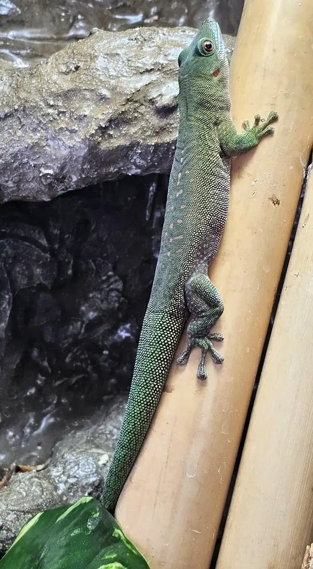 Gecko Phelsuma Kochi Jungtier, 2½ Jahre alt