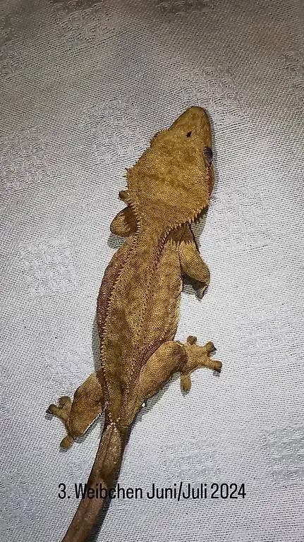 Kronengecko Crested Gecko
