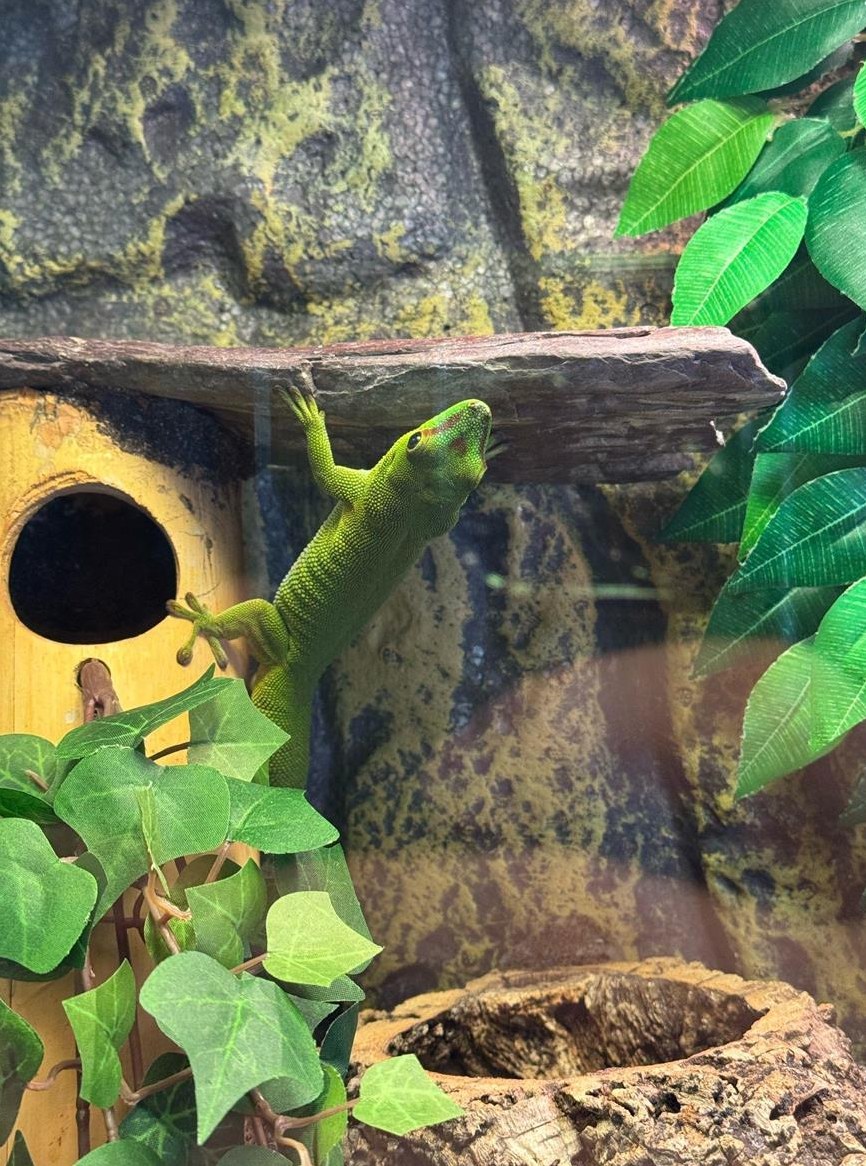 Madagaskar Eidechsen suchen neues Zuhause