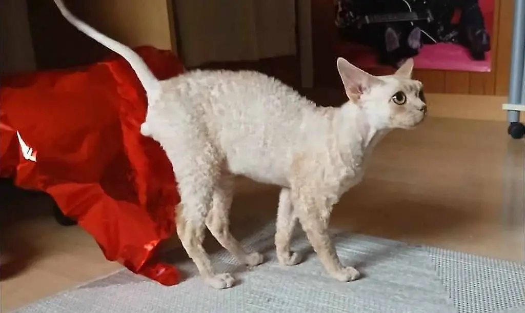 Devon Rex Reinrassige katze