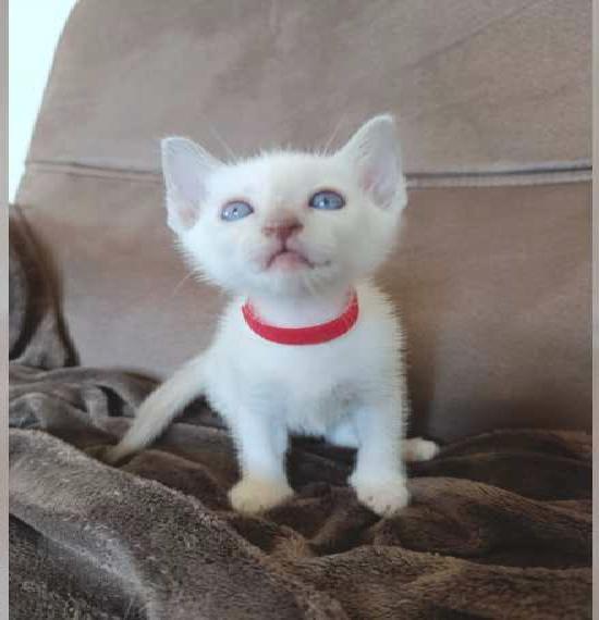 Thaikitten Thaikatze Siam Thai Kitten mit Stammbaum